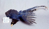 臺灣藍鵲藏品圖，第3張